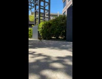 Collab PubityPets - Wild Ducks Sit and Rest Under Tree Shade