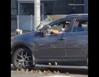 Guy with arm out car window birds 