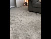 Slow motion grey cat try to catch toy fails