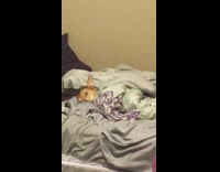 Brown dog lays wags tail bed girl 