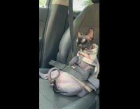 Grey sphynx cat seatbelt brown plaid scarf