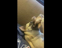 Pug dog on sofa chew sloth toy