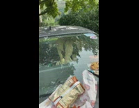 Dog walks on dashboard of car while owner eats outside 