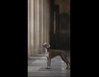 Grey dog poses for photos 