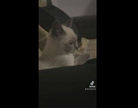 White cat side eyes owner turns head slowly