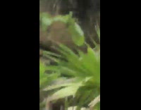 Iguana bite neck and drop another iguana