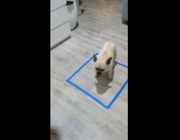 Bull dog inside box from blue tape