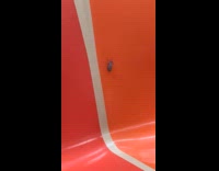 Collab Subway Creatures - Spotted lanternfly bug crawl on orange train seat