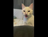 White cat sitting down pants like dog