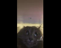 Hand throws black cat out of room door