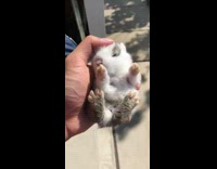 White gray baby rabbit with pink paws fits in palm of hand and gets pet on the head