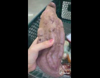 Collab BitchIG2 - Girl holds big veiny potato