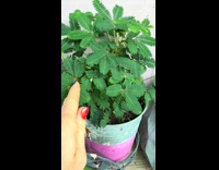 Plants leaves move when touched