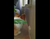 Corgi dog yellow ball between grey couch 