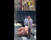 Guy pulls cart with pigs on street