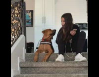 Young girl kiss brown dog beside her