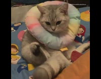 Grey kitten wearing neck pillow wags tail 