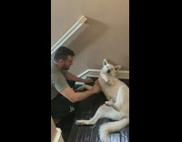 Large white dog grey wood stairs brush 