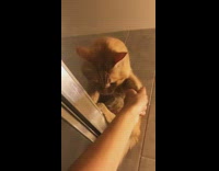 Cat sits on top of shower pt. 2 
