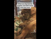 Mom dog staring at her puppies as they cried confused