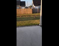 Dog runs to yard fence to fight with neighbors dogs 