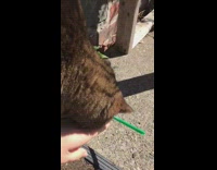 Brown Cat Accidentally Knocks Over Starbucks Cup