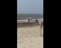 Collab IITW - Woman bikini robe swayed by wind beach