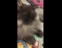 Black grey cat lays down stays still 