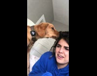 Brown puppy dog chews hair blue sweater 