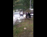 Guy make turkey sounds birds respond snow