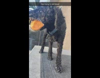 Black dog try to eat bread rug