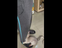 Kitten tries to climb up guys leg 