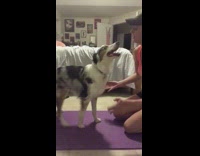 Girl yoga workout dog wants to play distraction