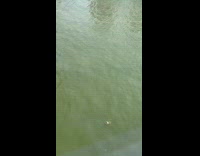 Collab winy - Man swim float in the east river