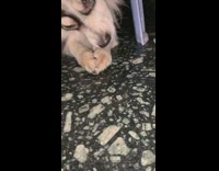 Dog holds eats treat growls at girl