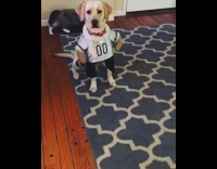 dog wearing halloween costume 