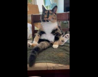 Collab BitchIG2 - Cat sitting on chair 