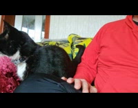 Cat ask for more pets by tapping hand