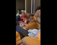 Brown dog on sofa watch Daily Dose