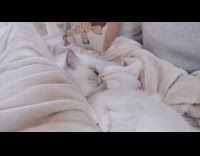 Two white cats fall asleep brown blanket