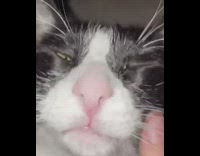 Pet cat gets cheek scratches in close up