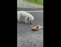 Dog eats animal roadkill 