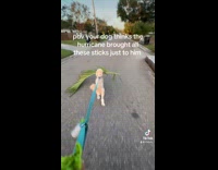 Dog runs with owner bites tree branch