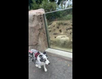 Curious meerkats at zoo look at dog