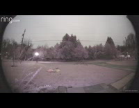 Two foxes walk around deflated turkey decoration 