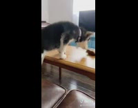 Puppy dog falls off couch table fail