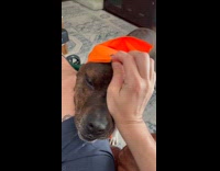 Dog orange scarf on head babushka dog