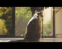 Grey white cat climbs ladder to roof 