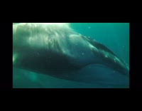 Humpback whale pass by filmer swim underwater