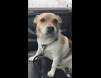 Dog drinks girls matcha drink in car